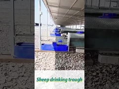 ظرفیتی 60 لیتر آب آشامیدنی گاو 170*48*46 سانتی متر ایده آل برای گله های بزرگ